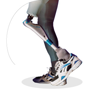 Augmenter le membre par les exercices gratuitement